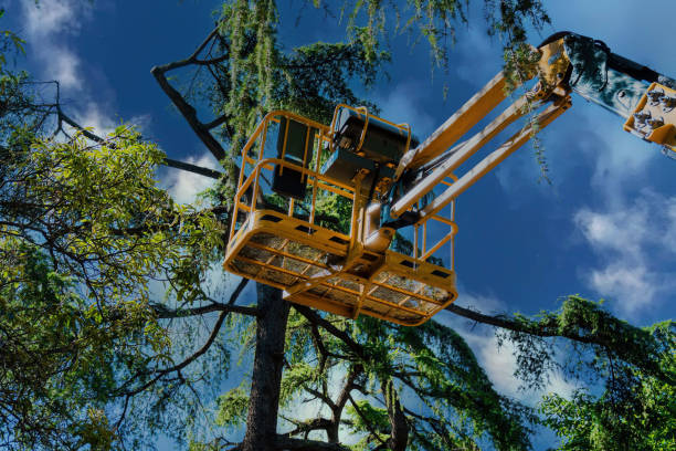 Best Local Tree Services  in Oil City, PA